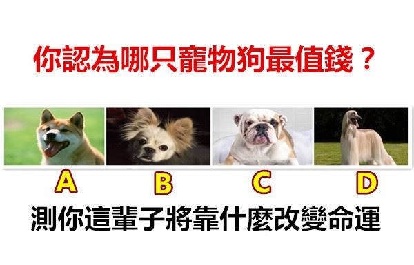 你認為哪只寵物狗最值錢?測你這輩子將靠什麼改變命運