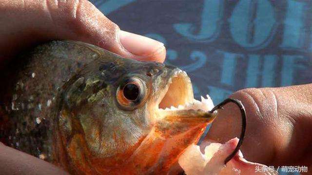 讓食人魚無法稱霸亞馬遜河的關鍵是牠 一次就能幹掉30隻:超猛