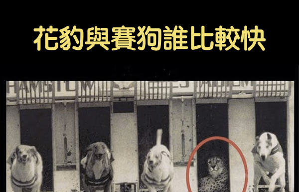 花豹與賽狗誰比較快,這故事告訴我們?
