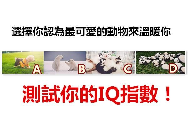 選擇你認為最可愛的動物來溫暖你,測試你的IQ!