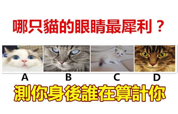 哪只貓的眼睛最犀利?測你身後誰在算計你