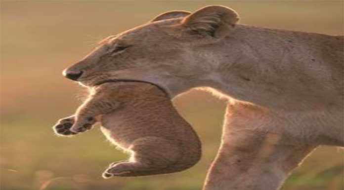 母獅「生吞小獅」被拍到?攝影師:「照片絕對沒有P過」!