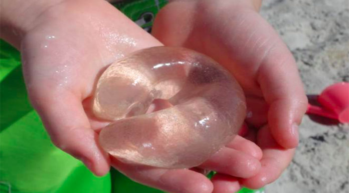 海邊驚見「透明棒狀物」充滿整片海,專家出面神解答:這人家的食物啦!