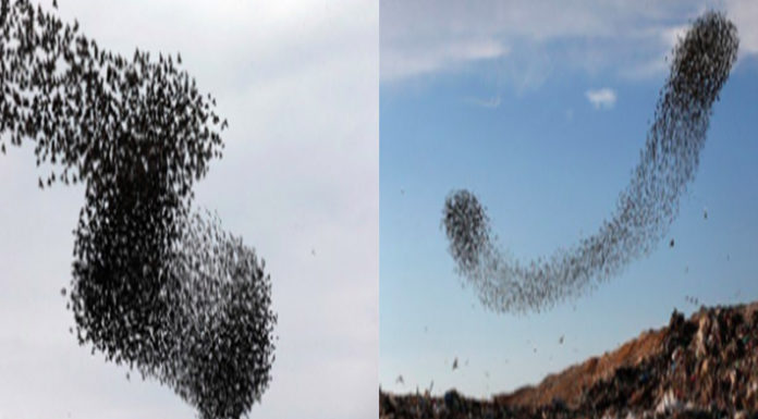 天空驚見「巨大黑蛇」盤據!鋪天蓋地而來民眾嚇破膽,專家一看全笑了