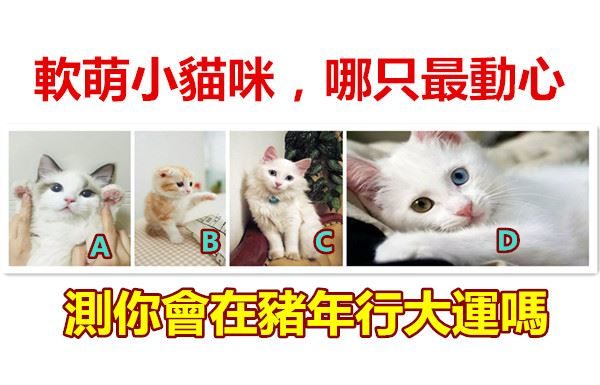 軟萌小貓咪,哪只最動心,測你會在豬年行大運嗎