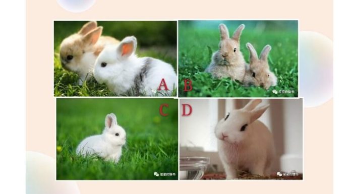 4隻兔兔,你最喜歡哪隻?測你2019交上什麼好運?