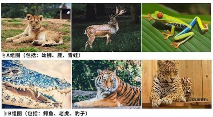 選一組動物,測測你最想要的是什麼!