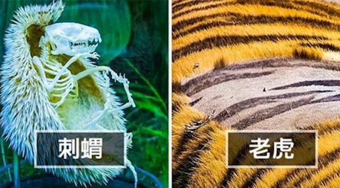 23張「人類一生只有5%機率親眼看到」的超稀奇照片 比硬幣還小的蛇!